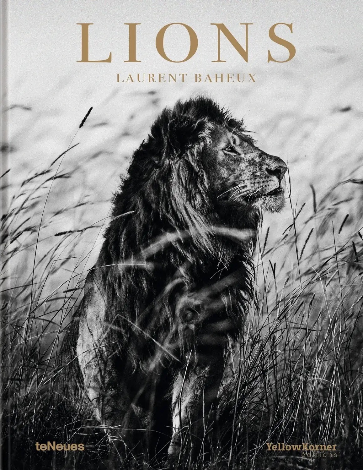 Lions by Laurent Baheux