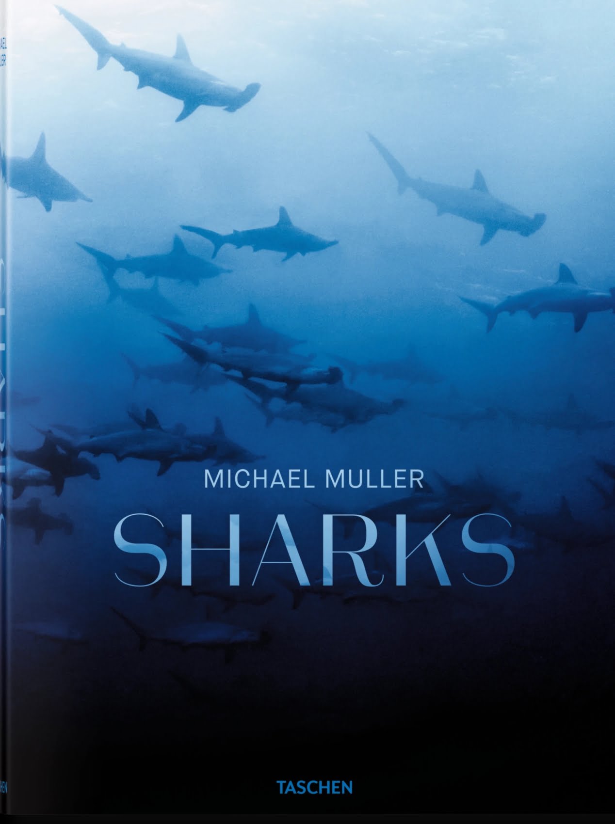Michaël Müller. Sharks